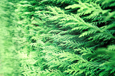 25 THUJA TREE Cedar Thuja Occidentalis Conifer Seeds